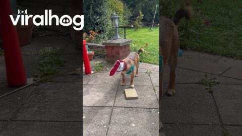 Silly Dog Caught Stealing Popcorn || ViralHog