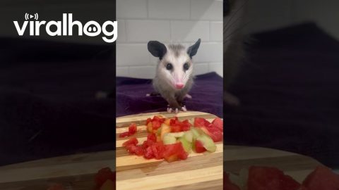 Opossum Enjoys Fruit Salad || ViralHog