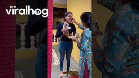 Kitten Receives a Divine Welcome || ViralHog