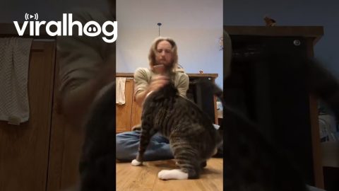 When Your Cat's Not Afraid to Bring the Smoke || ViralHog