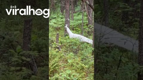 Rare Real Life Shiny in the Canadian Wilderness || ViralHog