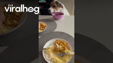 Good Boy Eats At The Table || ViralHog