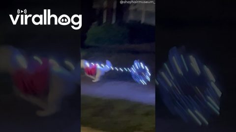 My Dog Stole the Neighbor's Balloon || ViralHog