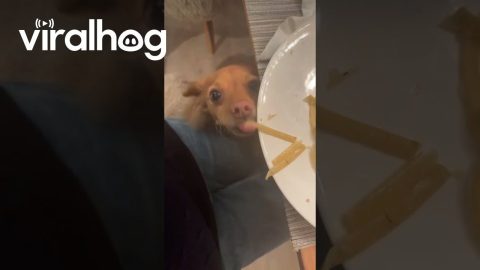 Linguine Sneak Attack || ViralHog