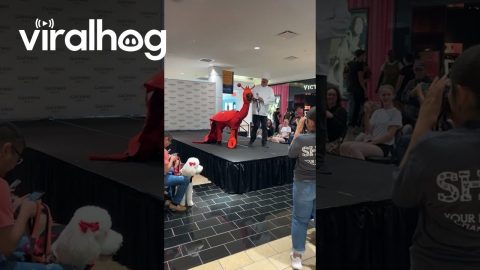 Llama Dressed as Lobster for Costume Contest || ViralHog