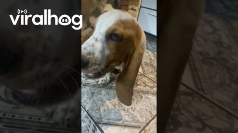 Basset Hound Chomps On Long Ear || ViralHog