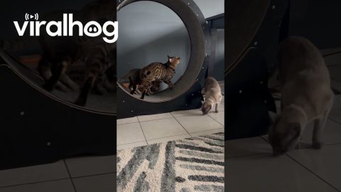 Father Cat Shows His Son How to Run the Wheel || ViralHog
