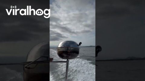Barbecue on a Boat Gone Wrong || ViralHog