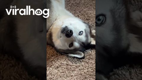 Husky Zoning Out With No Thoughts || ViralHog