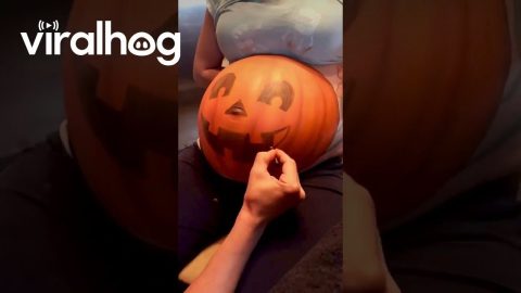 Jack-o’-Lantern Belly || ViralHog