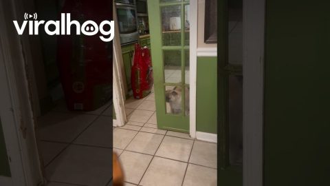 Pug Confused By Half-Open Door || ViralHog