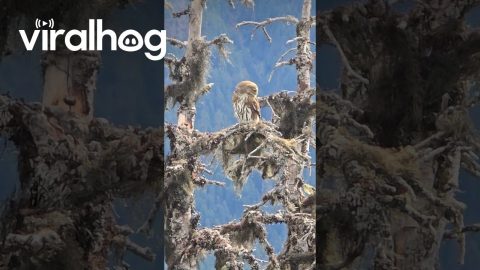 Sassy Owl || ViralHog