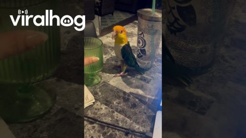 Trying to Get Work Done With a Parrot || ViralHog