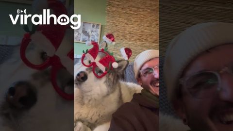 Festive Malamute Nails His Christmas Solo || ViralHog