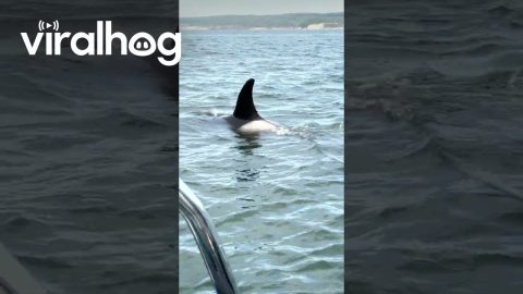 Harbor Seal Seeks Refuge From Hunting Orca Pod || ViralHog