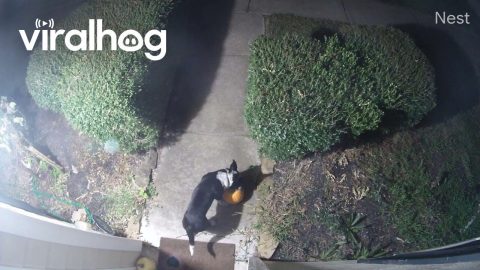 Dog Steals Thanksgiving Pumpkin || ViralHog