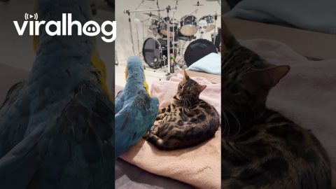 Cat Puts Up With Silly Macaw || ViralHog