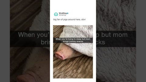 Napping Pig Leaves Cozy Bed For Fresh Tomato Scent || ViralHog Shorts