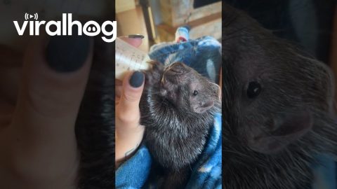 Mornings With Hazel the Baby Porcupine || ViralHog