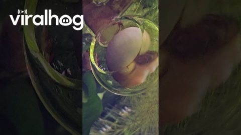 Snail Loves The Outflow Centrifuge || ViralHog
