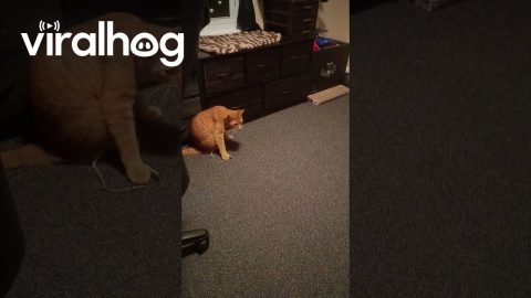 Cat Aims Laser Pointer || ViralHog