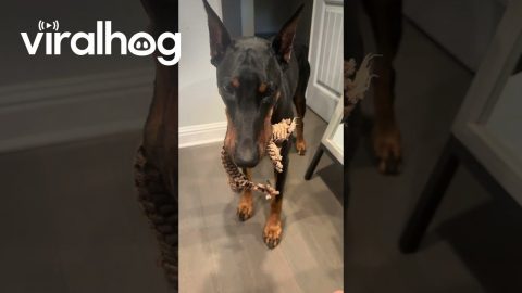 Dog Teases Owner || ViralHog