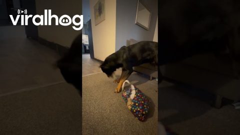Rottweiler Puppy Opens Birthday Presents || ViralHog