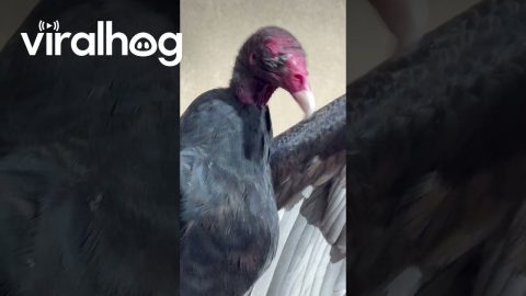 Turkey Vulture Visits Office Window || ViralHog