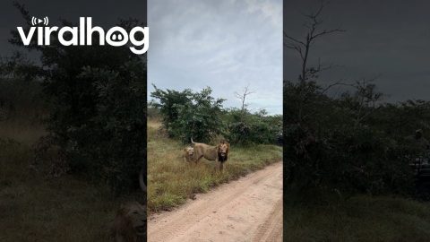 Two Angry Male Lions Patrol Their Territory || ViralHog