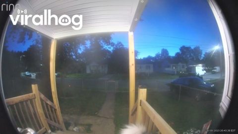 Malamute Rings Doorbell Camera || ViralHog