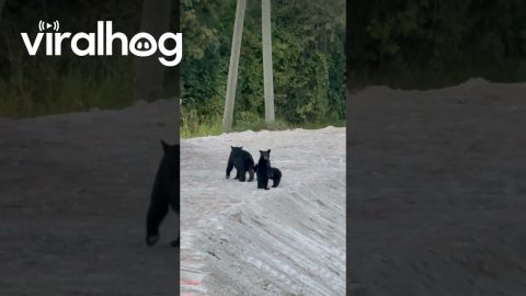 Momma Bear With Her Two Cubs || ViralHog