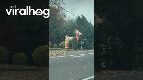 Why Is There a Rudolph in Every Yard? || ViralHog