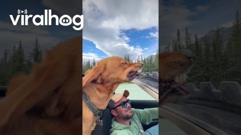 Happy Dog With His Head Out the Sunroof || ViralHog