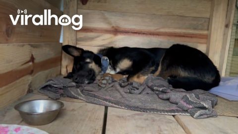 Built a House for My Dog and Cat || ViralHog
