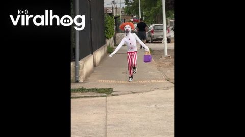 Small Creepy Clown Skips Down Street || ViralHog