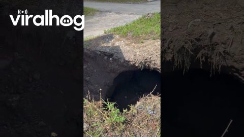 Construction Workers Use an Excavator to Rescue Deer || ViralHog