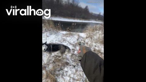 Dog Alerts To Bear At Campsite || ViralHog