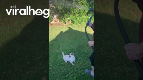Backyard Gremlin Has Beef With the Hose || ViralHog