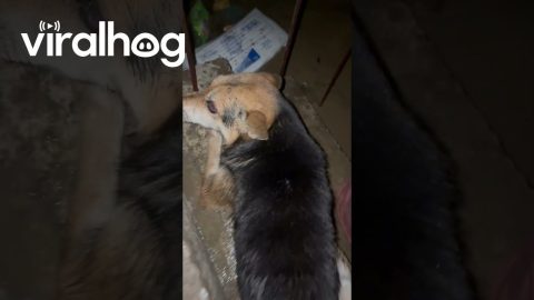 Typhoon Tino Floods Home In Cebu || ViralHog
