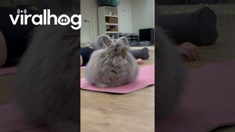 Cutest Fluffiest Bunny Ever at Bunny Yoga || ViralHog