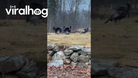 Gobbling With a Gaggle of Turkeys || ViralHog
