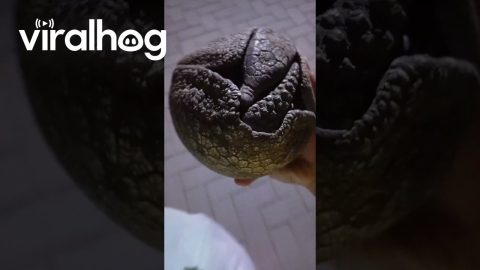 Woman Moves Lost Armadillo to Safety || ViralHog