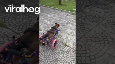 Wheelchair Dog Rolls Over || ViralHog