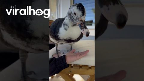 Human Arm Becomes Duck Elevator || ViralHog