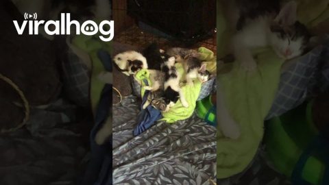 Sleeping Kittens Slowly Wake Up || ViralHog