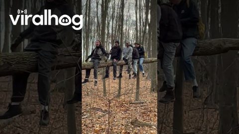 Tree-ter Totter In The Woods || ViralHog