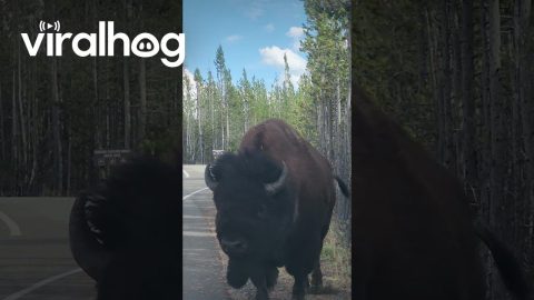 Yellowstone Visitors Have Close Encounter With a Bison || ViralHog