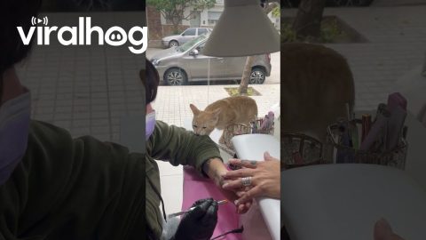 Cat Picks A Fight With Manicurist || ViralHog