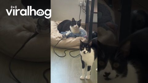 Nebulizing My Cat || ViralHog