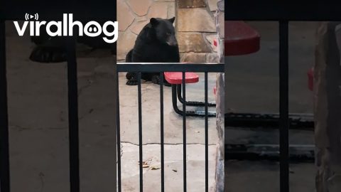 Five Guys Black Bear || ViralHog